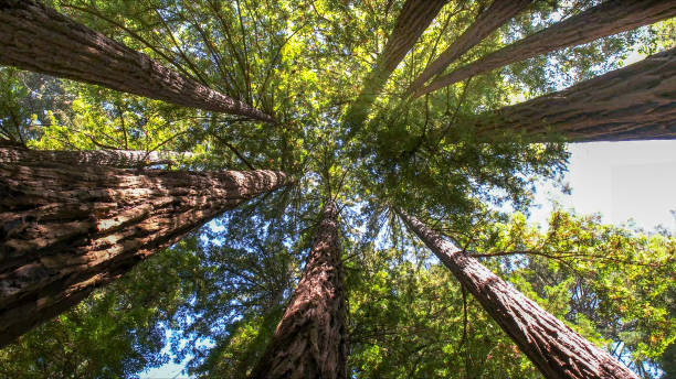 How Our Tree Care Process Works  in August, CA